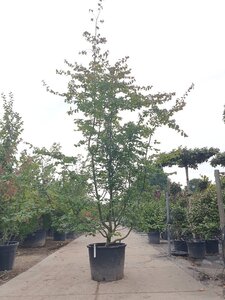 Parrotia persica 300-350 cm container meerstammig - afbeelding 2