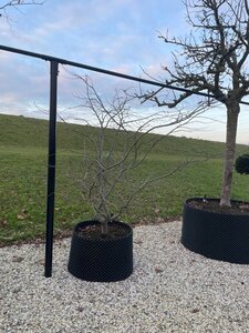 Parrotia persica 300-350 cm container meerstammig - afbeelding 16