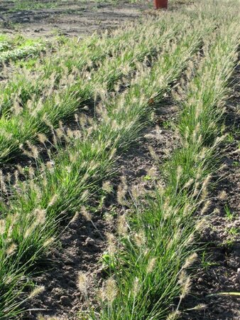 Pennisetum al. 'Little Bunny' geen maat specificatie 0,55L/P9cm - afbeelding 4