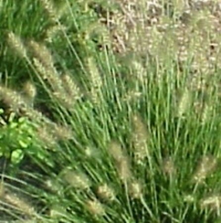 Pennisetum al. 'Little Bunny' geen maat specificatie 0,55L/P9cm - afbeelding 7