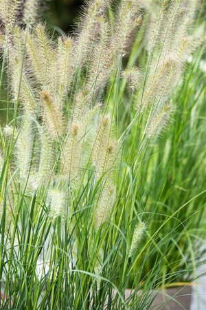 Pennisetum al. 'Little Bunny' geen maat specificatie 0,55L/P9cm - afbeelding 1