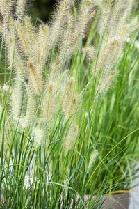 Pennisetum al. 'Little Bunny' geen maat specificatie 0,55L/P9cm - afbeelding 1