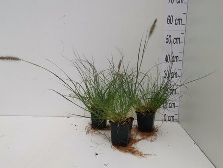 Pennisetum al. 'Little Bunny' geen maat specificatie 0,55L/P9cm - afbeelding 3