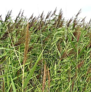 Phragmites australis geen maat specificatie 0,55L/P9cm - afbeelding 5