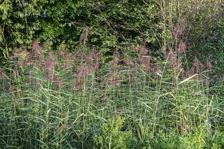 Phragmites australis geen maat specificatie 0,55L/P9cm - afbeelding 3