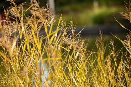 Phragmites australis geen maat specificatie 0,55L/P9cm - image 4
