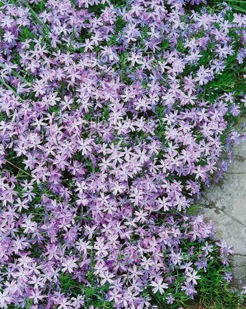 Phlox (S) 'Emerald Cushion Blue' geen maat specificatie 0,55L/P9cm - afbeelding 3