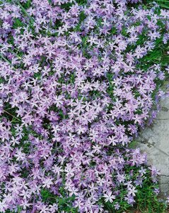 Phlox (S) 'Emerald Cushion Blue' geen maat specificatie 0,55L/P9cm - afbeelding 3