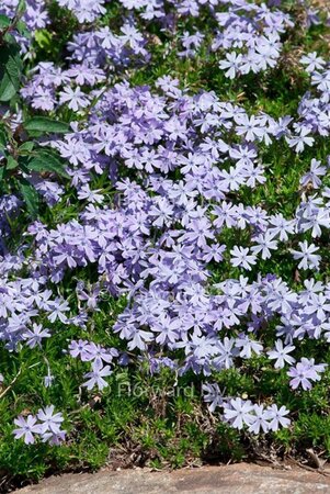 Phlox (S) 'Emerald Cushion Blue' geen maat specificatie 0,55L/P9cm - afbeelding 2