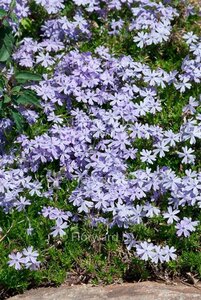 Phlox (S) 'Emerald Cushion Blue' geen maat specificatie 0,55L/P9cm - afbeelding 2