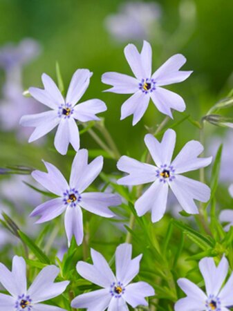 Phlox (S) 'Emerald Cushion Blue' geen maat specificatie 0,55L/P9cm - afbeelding 6