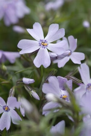 Phlox (S) 'Emerald Cushion Blue' geen maat specificatie 0,55L/P9cm - afbeelding 10