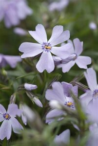 Phlox (S) 'Emerald Cushion Blue' geen maat specificatie 0,55L/P9cm - afbeelding 10