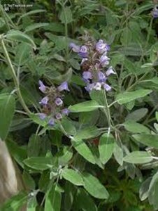 Salvia officinalis geen maat specificatie 0,55L/P9cm - afbeelding 10