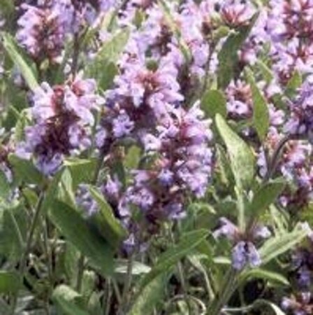 Salvia officinalis geen maat specificatie 0,55L/P9cm - image 4