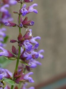 Salvia officinalis geen maat specificatie 0,55L/P9cm