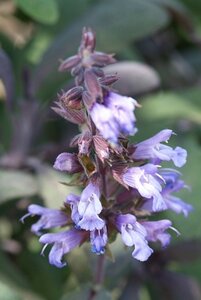 Salvia officinalis geen maat specificatie 0,55L/P9cm - image 5