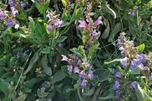 Salvia officinalis geen maat specificatie 0,55L/P9cm - image 6