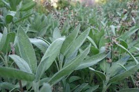 Salvia officinalis geen maat specificatie 0,55L/P9cm - image 7