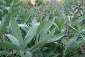Salvia officinalis geen maat specificatie 0,55L/P9cm - image 7
