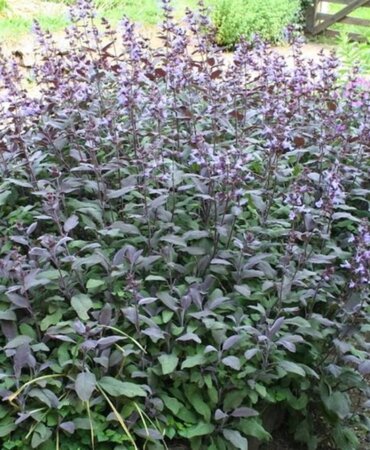 Salvia off. 'Purpurascens' geen maat specificatie 0,55L/P9cm - afbeelding 6