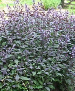 Salvia off. 'Purpurascens' geen maat specificatie 0,55L/P9cm - afbeelding 6