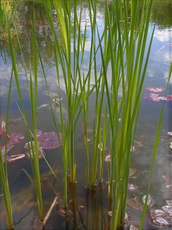 Typha angustifolia geen maat specificatie 0,55L/P9cm - afbeelding 1