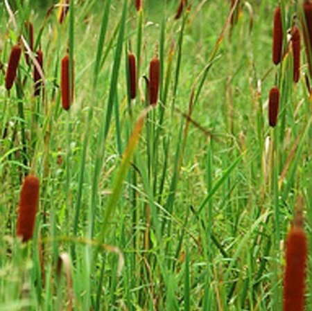 Typha angustifolia geen maat specificatie 0,55L/P9cm - afbeelding 3