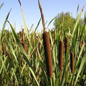 Typha latifolia geen maat specificatie 0,55L/P9cm - afbeelding 4