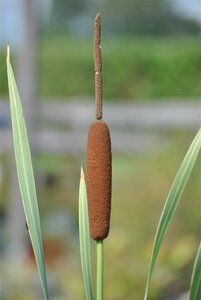 Typha latifolia 'Variegata' geen maat specificatie 0,55L/P9cm