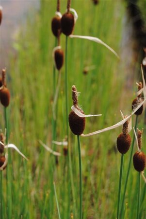 Typha minima geen maat specificatie 0,55L/P9cm - afbeelding 1