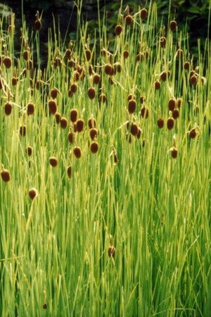 Typha minima geen maat specificatie 0,55L/P9cm - afbeelding 2