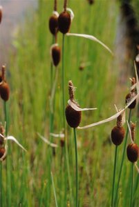 Typha minima geen maat specificatie 0,55L/P9cm