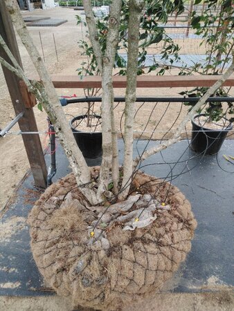 Viburnum plic. Kilimandjaro 275-300 cm Cocoskluit meerstammig - afbeelding 1