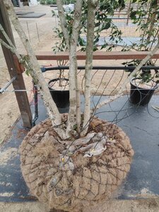 Viburnum plic. Kilimandjaro 275-300 cm Cocoskluit meerstammig - afbeelding 1
