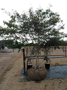 Viburnum plic. Kilimandjaro 275-300 cm Cocoskluit meerstammig - afbeelding 2