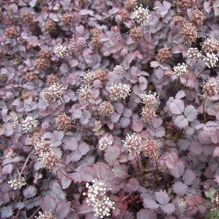 Acaena inermis 'Purpurea' geen maat specificatie 0,55L/P9cm