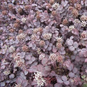 Acaena inermis 'Purpurea' geen maat specificatie 0,55L/P9cm