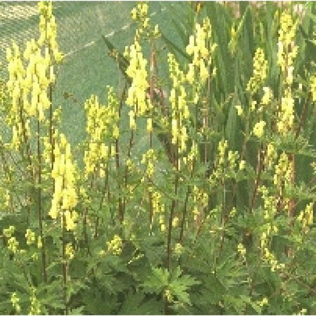 Aconitum lamarckii geen maat specificatie 0,55L/P9cm