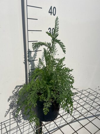 Achillea m. 'Cerise Queen' geen maat specificatie cont. 2,0L - afbeelding 1
