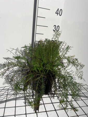 Achillea m. 'Cerise Queen' geen maat specificatie cont. 2,0L - afbeelding 3