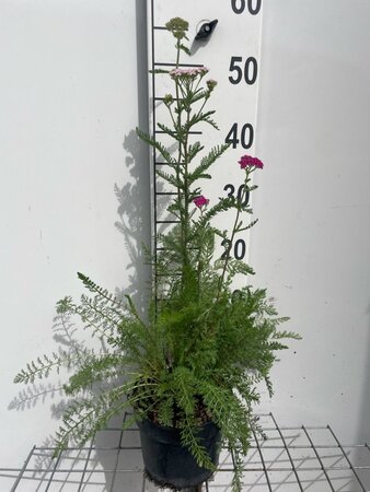 Achillea m. 'Cerise Queen' geen maat specificatie cont. 2,0L - afbeelding 2