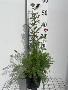 Achillea m. 'Cerise Queen' geen maat specificatie cont. 2,0L - afbeelding 2