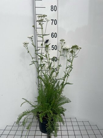 Achillea millefolium geen maat specificatie cont. 2,0L - afbeelding 2