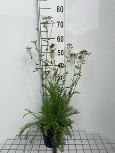 Achillea millefolium geen maat specificatie cont. 2,0L - afbeelding 2