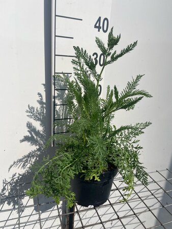 Achillea millefolium geen maat specificatie cont. 2,0L - afbeelding 1