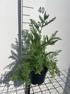 Achillea millefolium geen maat specificatie cont. 2,0L