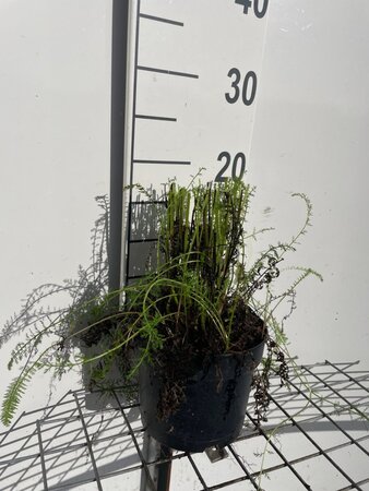 Achillea millefolium geen maat specificatie cont. 2,0L - afbeelding 3