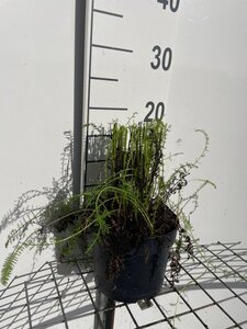 Achillea millefolium geen maat specificatie cont. 2,0L - afbeelding 3