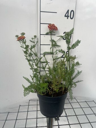 Achillea m. 'Paprika' geen maat specificatie cont. 2,0L - afbeelding 1